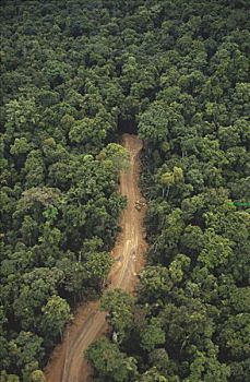 新,低地,热带雨林,东方,巴布亚新几内亚