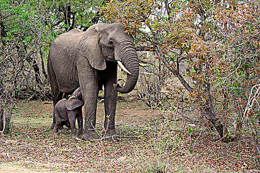 非洲象,小动物,吸吮,大象,母牛,克鲁格国家公园,南非,非洲