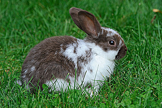 年轻,生活,兔子,兔豚鼠属,草地