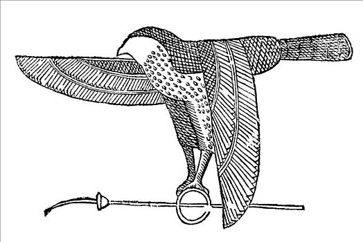 木刻,猎鹰,埃及,1642年,文艺复兴