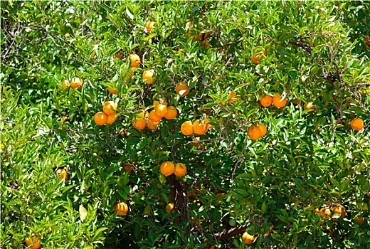 新鲜,橙色,水果,树上
