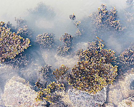 藻类,北海
