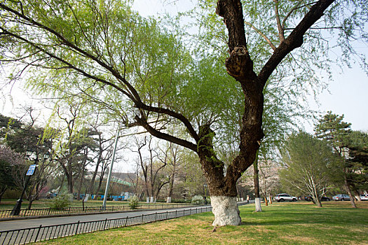 北京大学春天的景色未名湖