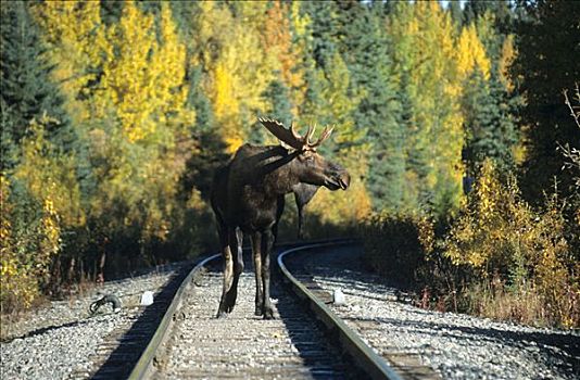驼鹿,麋鹿,铁路线,阿拉斯加,北美