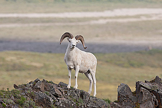 野大白羊,姿势,土拨鼠,石头,多彩,德纳里峰,公园,道路,阿拉斯加