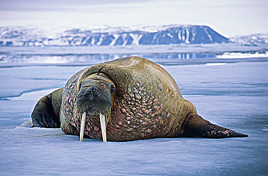 大西洋海象,海象,浮冰,斯瓦尔巴群岛,北极,挪威