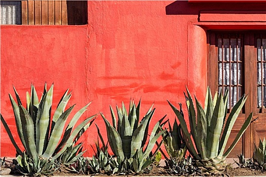 红墙,植物