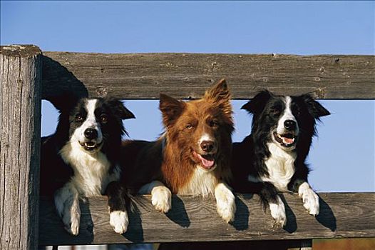 博德牧羊犬,狗,三个,成年,凝视,栅栏
