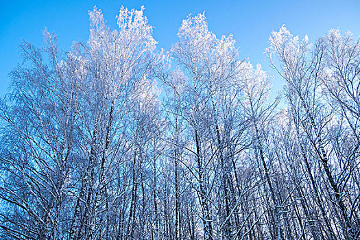 仰视,积雪,秃树,蓝天,俄罗斯