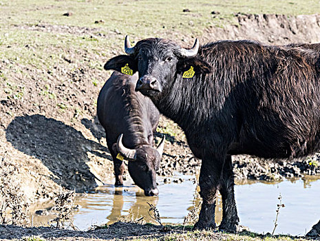 水牛,匈牙利,靠近,霍尔特巴杰,低地,十一月,大幅,尺寸