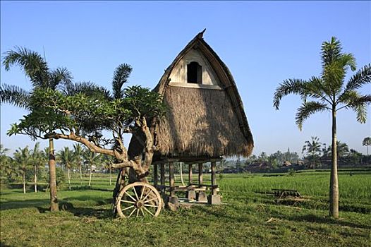 传统,稻米,存储,巴厘岛,印度尼西亚