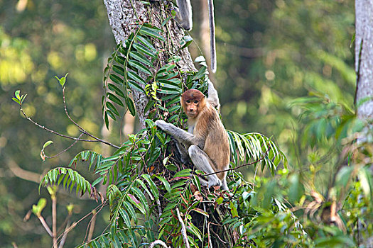喙,猴子,檀中埠廷国立公园,印度尼西亚