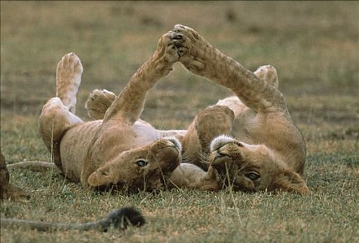 非洲狮,狮子,玩,塞伦盖蒂国家公园,坦桑尼亚