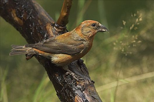 红交喙鸟,荷兰