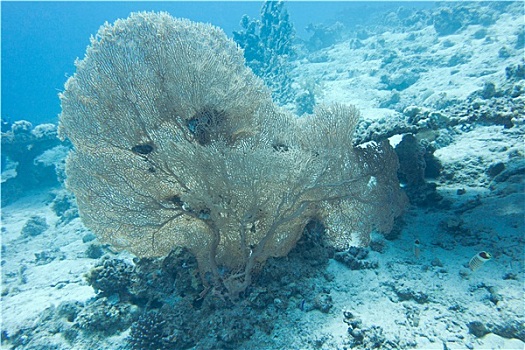 珊瑚礁,柳珊瑚目,热带,海洋,水下