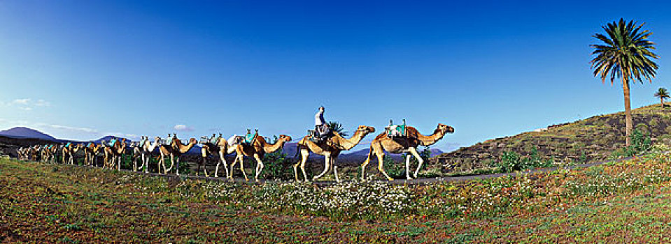 骆驼,驼队,火山,风景,靠近,兰索罗特岛,加纳利群岛,西班牙,欧洲