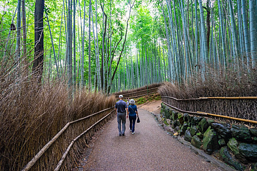 日本京都嵯峨野竹林风光