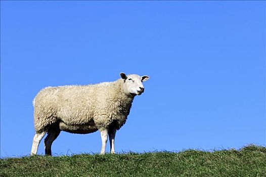 家羊,绵羊,站立,荷兰