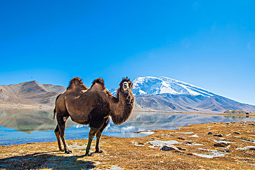 新疆,雪山,蓝天,湖,倒影,骆驼