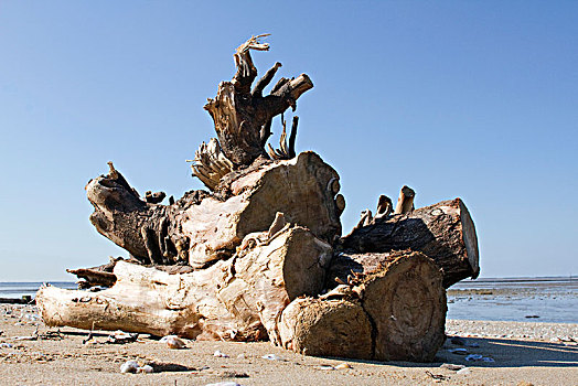 法国,树桩,躺着,海滩