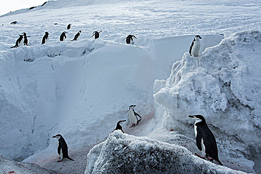 南极,南设得兰群岛,帽带企鹅,阿德利企鹅属,斜坡,欺骗岛
