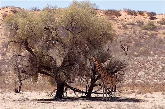长颈鹿,非洲,灌木