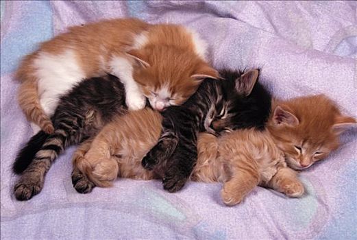 家猫,三个,睡觉,小猫