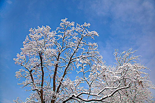 大雪后树上的白色雾凇