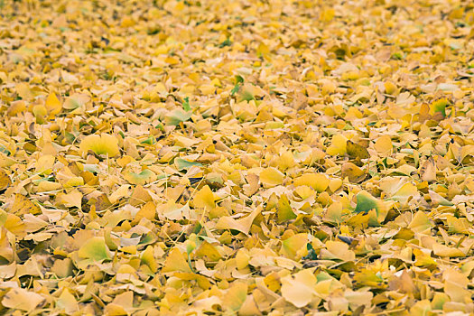 银杏林下金黄色的落叶