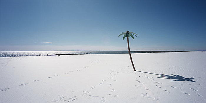 塑料制品,棕榈树,雪地,康尼岛,纽约,美国