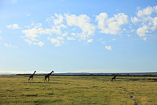 长颈鹿,安伯塞利国家公园