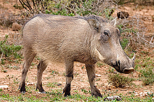 普通,疣猪,阿多大象国家公园,南非,非洲