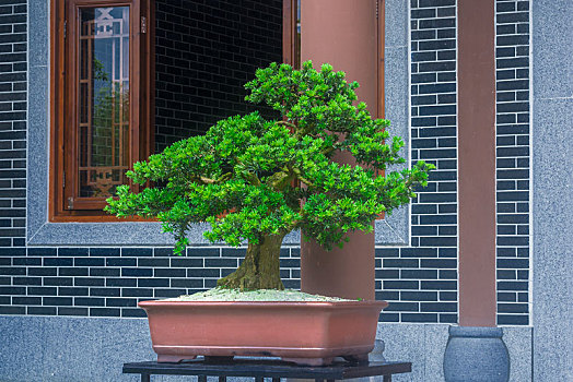 青砖庭院墙外窗前桌上的一棵松树盆栽