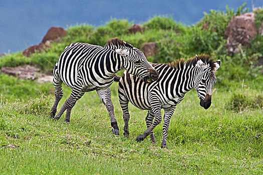 非洲,坦桑尼亚,斑马,雄性,打斗,恩戈罗恩戈罗火山口,恩戈罗恩戈罗,保护区