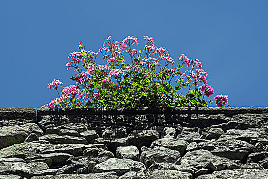天竺葵,石墙,提契诺河,瑞士,欧洲