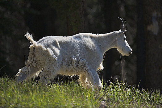 石山羊,雪羊,地点,碧玉国家公园,艾伯塔省,加拿大