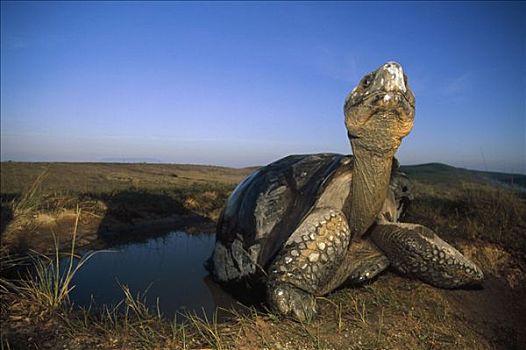 加拉帕戈斯巨龟,加拉帕戈斯象龟,大,打滚,暂时,下雨,季节,水池,火山口,边缘,阿尔斯多火山,伊莎贝拉岛,加拉帕戈斯群岛,厄瓜多尔