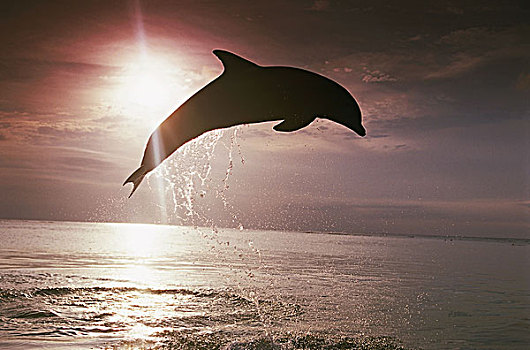 海洋,剪影,普通,海豚,真海豚,跳跃,逆光,序列,水,野生动物,动物,哺乳动物,移动,象征,力量,能量,动感