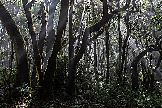 雾林,树林,加拉霍艾国家公园,世界遗产,逆光,加纳利群岛,西班牙,欧洲