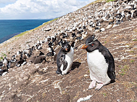 凤冠企鹅,南跳岩企鹅,南方,成年,挨着,栖息地,福克兰群岛,大幅,尺寸