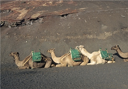一个,骆驼,沙漠