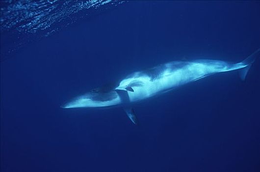 矮小,小须鲸,游动,下面,风景,西澳大利亚