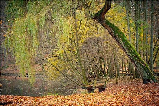 水塘,秋天,公园