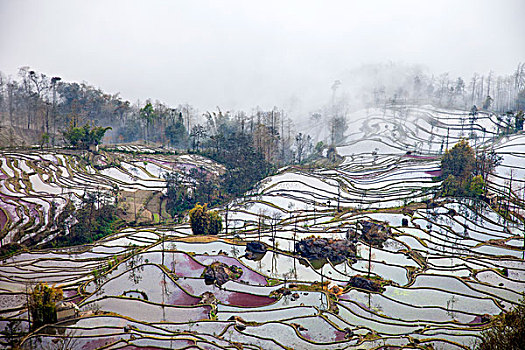 云南红河元阳梯田