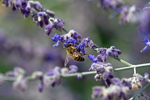 蜜蜂,坐,薰衣草