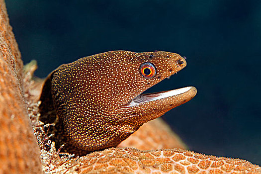 金尾海鳗,休息,石头,珊瑚,圣卢西亚,风