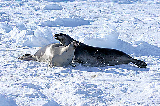 鞍纹海豹,海豹,两个,成年,雌性,浮冰,争斗,马格达伦群岛,海湾,圣徒,魁北克,加拿大,北美