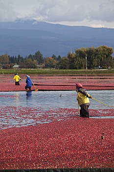蔓越莓,丰收,草地,不列颠哥伦比亚省
