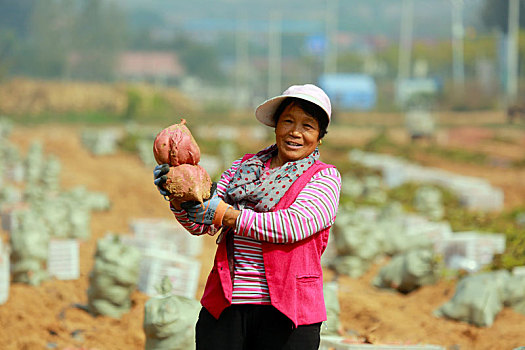 山東省日照市,蜜薯大豐收,農民臉上樂開了花