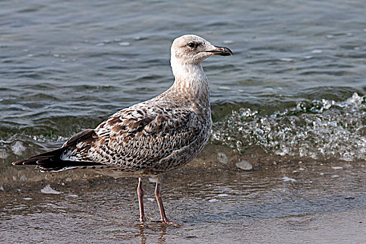 欧洲,银鸥,小动物,站在水中,费施兰德-达斯-茨因斯特,波罗的海,梅克伦堡前波莫瑞州,德国